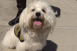 UCF's Therapy dog, Bodhi