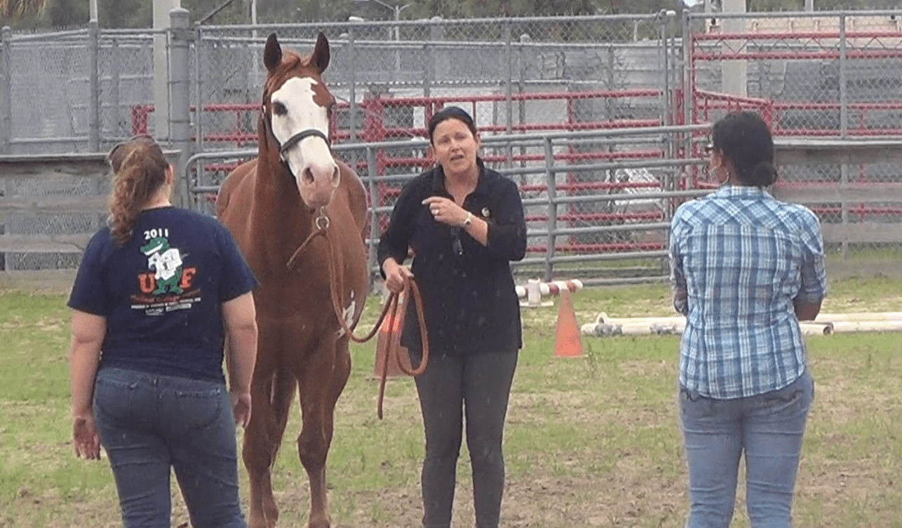 Students Learn Horsemanship to Improve Patient Care Skills College of