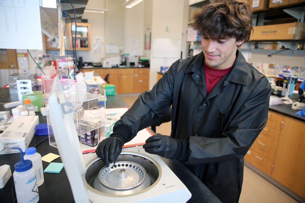UCF biomedical sciences student Alfonso Aviles experiments with medicinal dosages to treat schwannomatosis in Pegasus Professor Cristina Fernández-Valle’s lab.